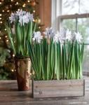 Simple early bulbs called Paperwhites are in stores now...they herald in Spring!